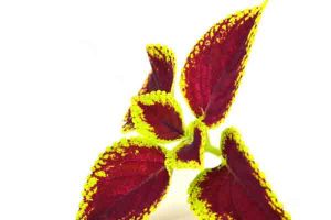 forskolin-here