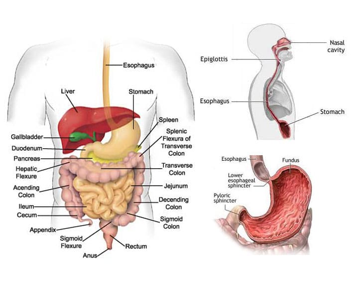 Acid reflux