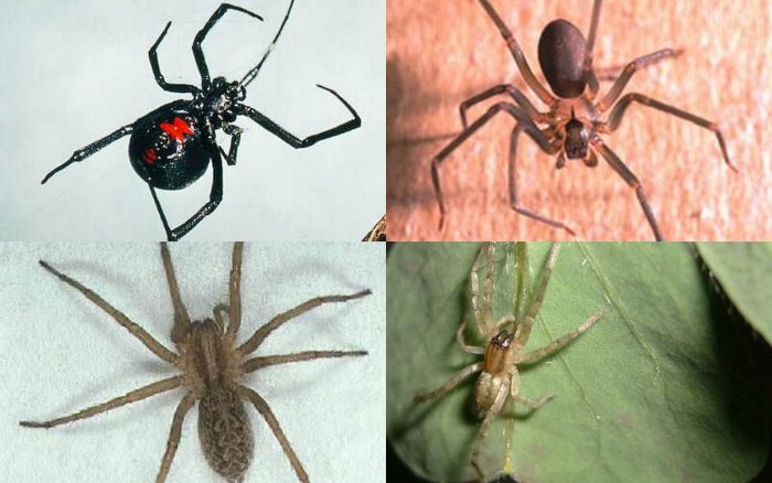 Black Widow Bite – Causes Symptoms Treatments & Important Details