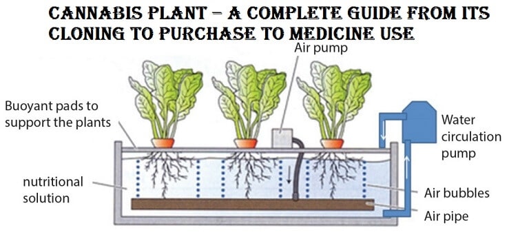 Cannabis