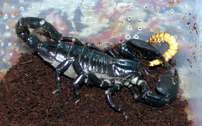 scorpion bite