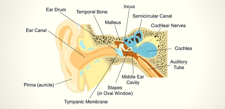 Ear Infections