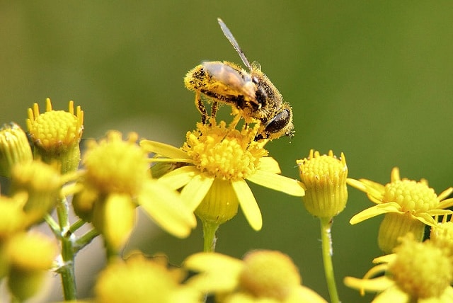 Bee Pollen