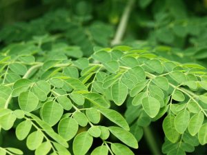 Moringa Oleifera