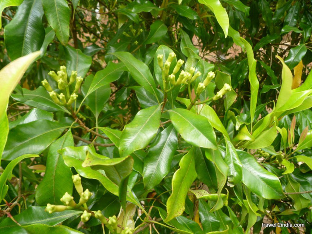 Health Benefits of Clove