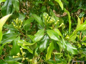 Health Benefits of Clove