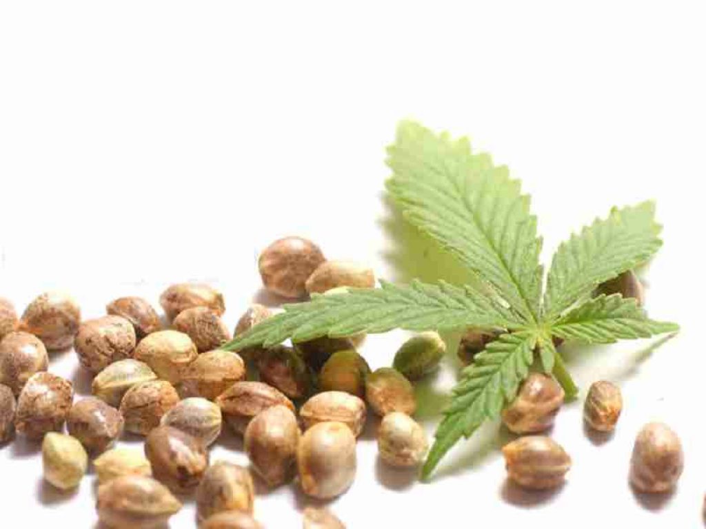 Hemp Seed Oil