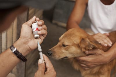 Rabies Prevention