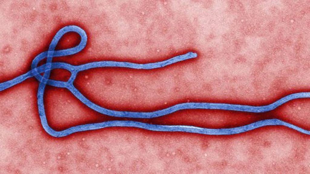 Ebola Virus 