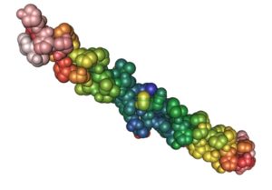 Collagen Protein