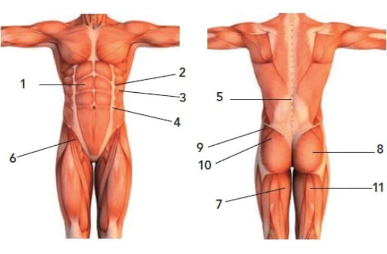 Core Muscles