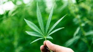 Cannabis