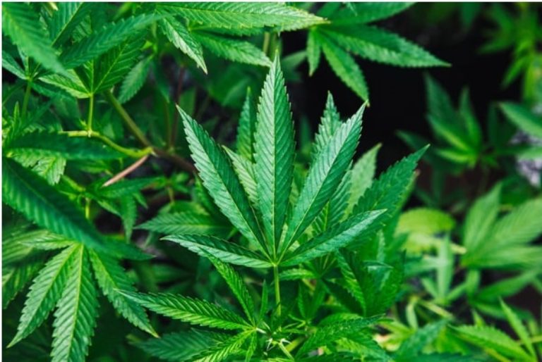Benefits Of Hemp To Humanity-min