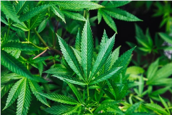 Benefits Of Hemp To Humanity