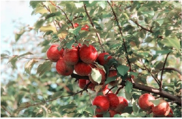 Apple Cider Vinegar Pills