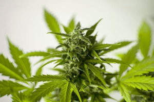 Best Medical Marijuana Concentrates
