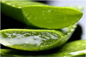 Aloe Vera and the Health Benefits