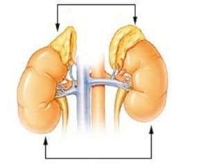 Adrenal Health and why is it important
