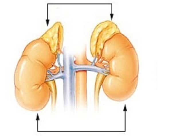 Adrenal Health and why is it important