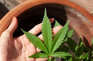 CBD