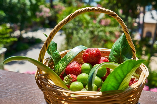 Growing Your Own Fruits And Vegetables