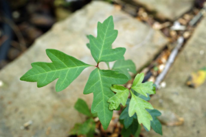 Poison Ivy