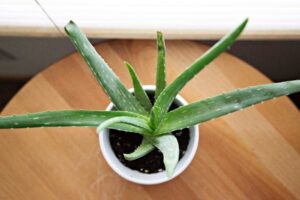 Benefits of Aloe Vera for Face and Skin