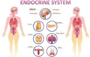Vital Functions of Endocrine System