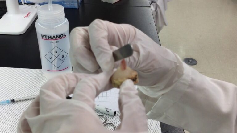 Snap Freezing of Tissue