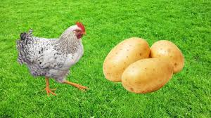 chickens eat potatoes