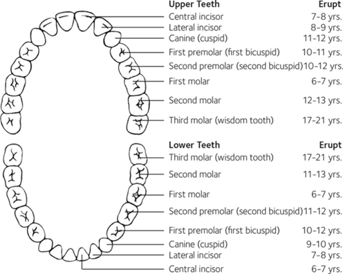 The Primary tooth chart 