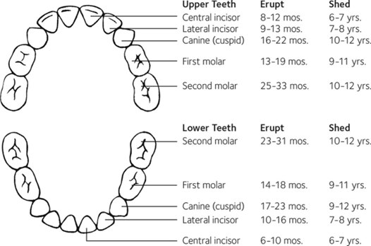 The Primary tooth chart 