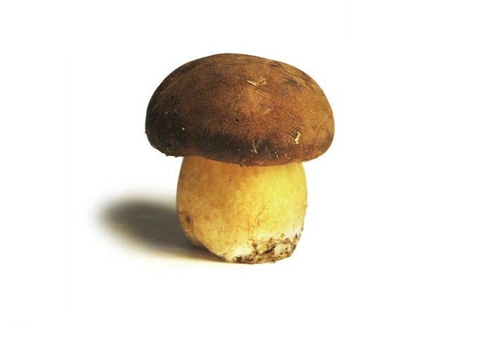 Mushroom Supplement