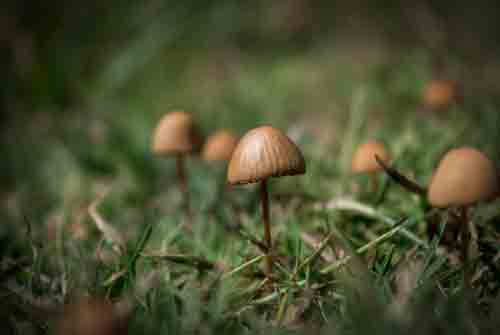 Magic Mushrooms