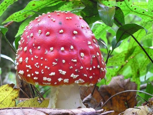 Psychoactive Effects of Fly Agaric Mushroom