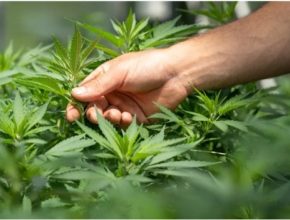 What is Hexahydrocannabinol