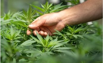 What is Hexahydrocannabinol