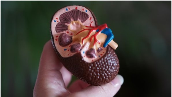 How Your Kidneys Support Whole Body Health as You Age