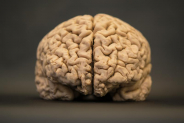 Alpha Levo Energize – A Scientifically Proven Brain Supplement