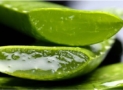 Aloe Vera and the Health Benefits It Provides