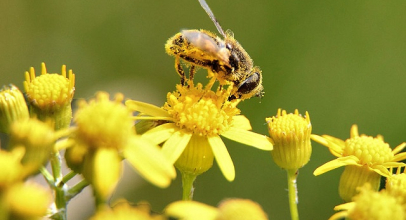 Bee Pollen Diet Benefits