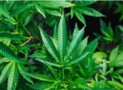 Different Ways To Take CBD