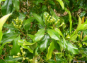 Top 10 Health Benefits of Clove