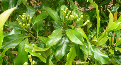 Top 10 Health Benefits of Clove