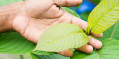 Can You Become Addicted to Kratom?