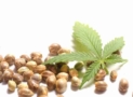 The Ultimate Guide to How Much Hemp Seed Oil Per Day