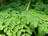 What Everyone Needs To Know About Moringa Oleifera