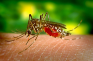 Dengue: How to Avoid it?
